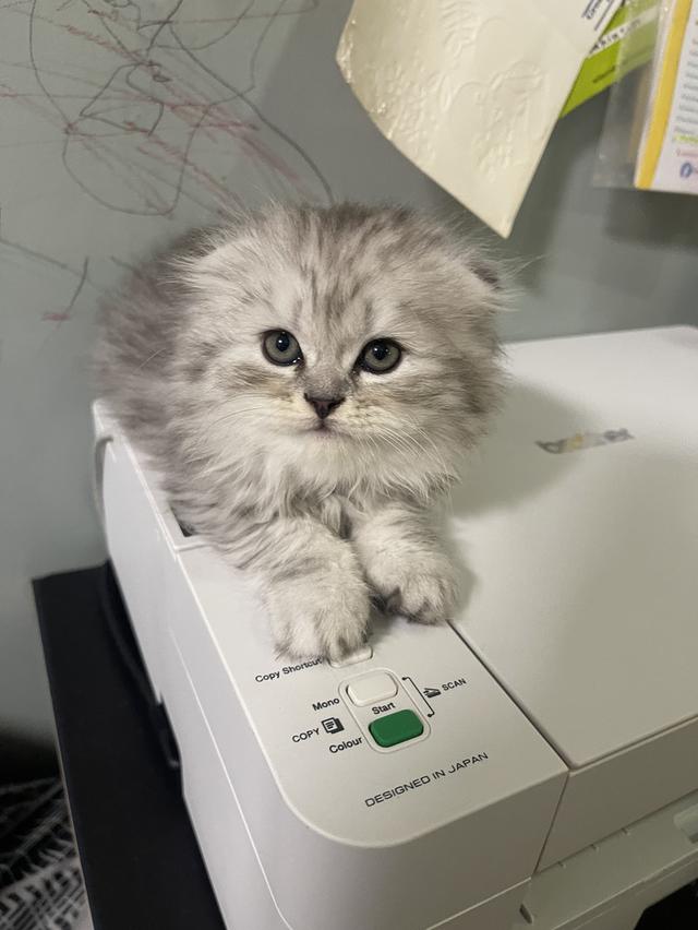 เปิดจองเด็กชาย (สก๊อตติชโฟผสม) รูปที่ 3