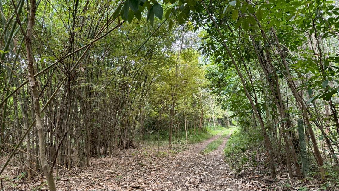 บ้านสวนผสมผสาน 28-0-65 ไร่  ซื้อวันนี้ได้ป่าพะยูง+ไม้เนื้อแข็งหลายชนิดอายุเกินสิบปี + สวนยางพารา 14