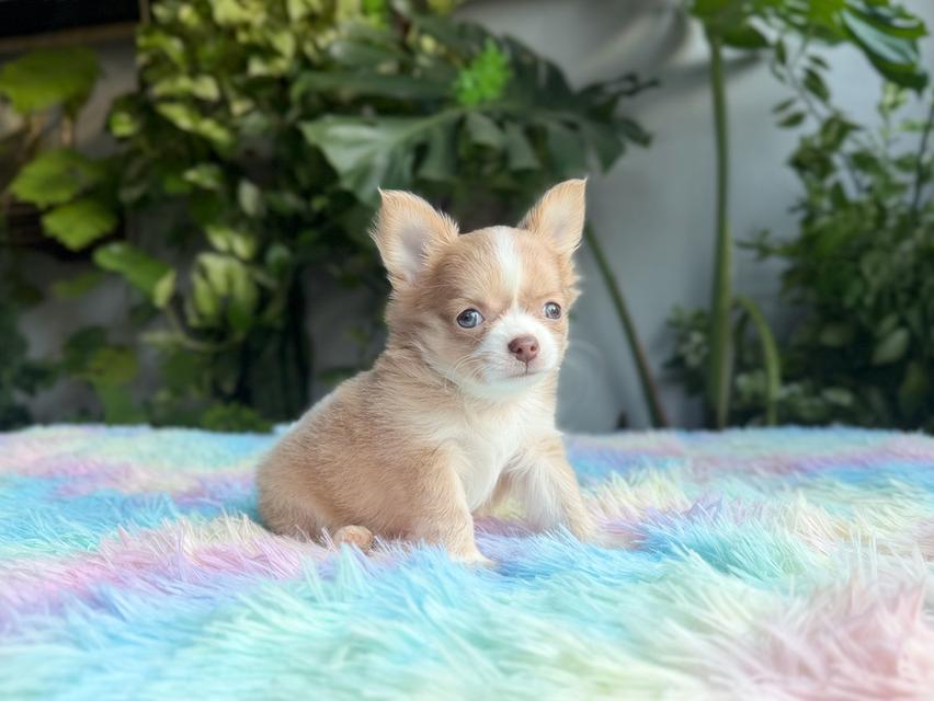 ชิวาวาแท้ขนยาว เพศผู้ พร้อมย้ายบ้าน