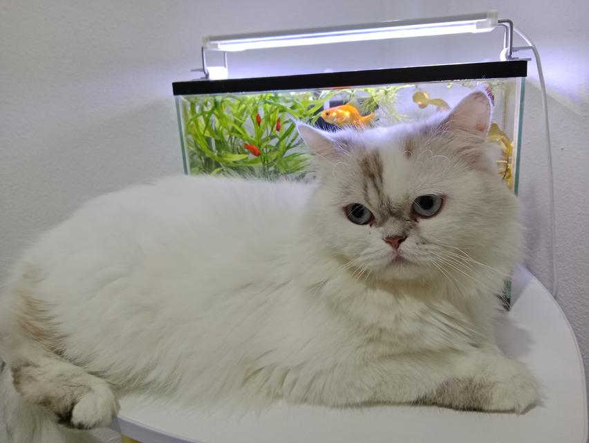 Persian 
