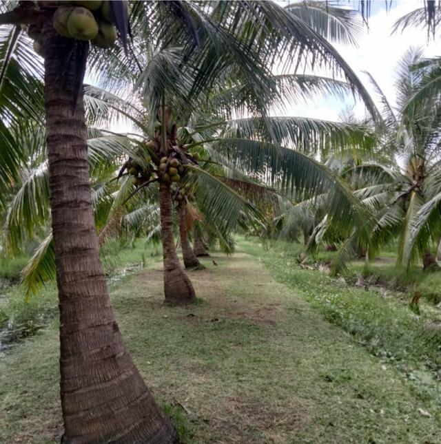 ขายที่ดิน สวนมะพร้าว  12-2-7.9 ไร่ อ.ปากพนัง จ.นครศรีธรรมราช *เก็บผลผลิตได้เลย* 4