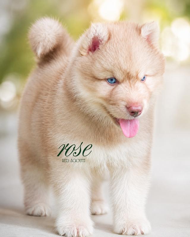 ขายไซบีเรียนฮัสกี้แท้ มีใบ Pedigree ประกันสุขภาพ | Siberian Husky For Sale Thailand |