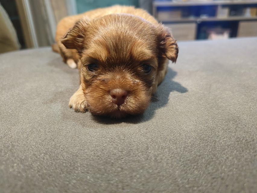 ชิสุห์ทอย 2