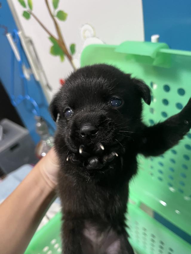 หมาคอนเชปด็อกอายุ1เดือน 3