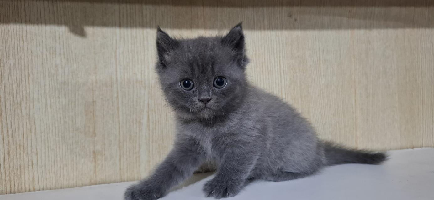 ลูกแมวบริติช British Shorthair , British Longhair