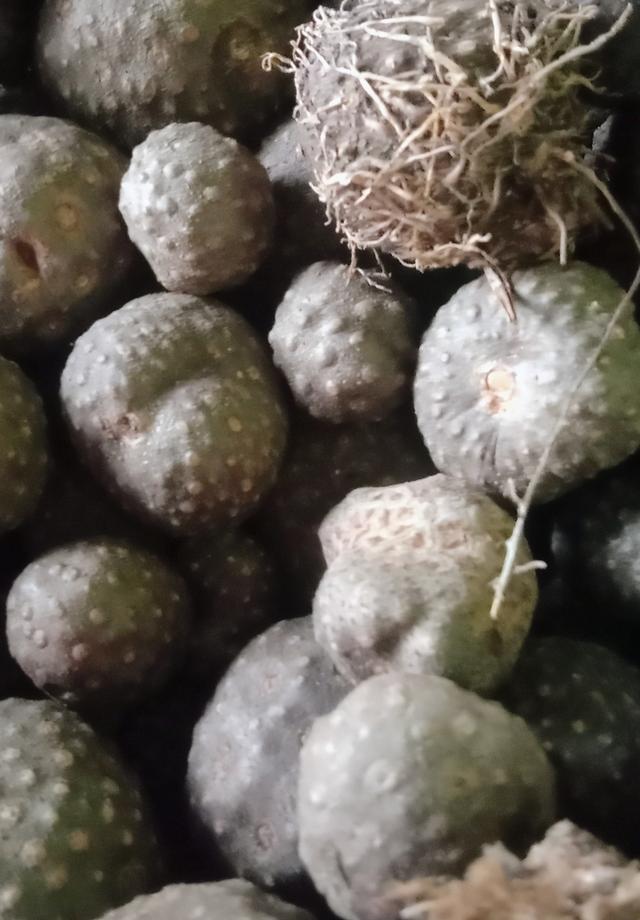 หัวว่านพระฉิม หรือว่านกลิ้งกลางดง