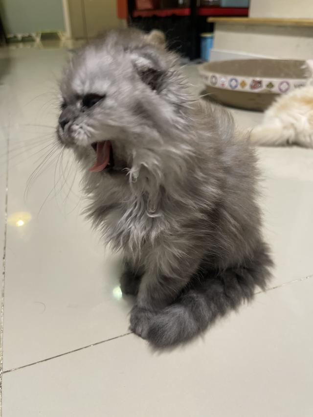 น้องแมวขี้อ้อนหูพับ(ชาย 2 เดือน)พร้อมย้าย 9