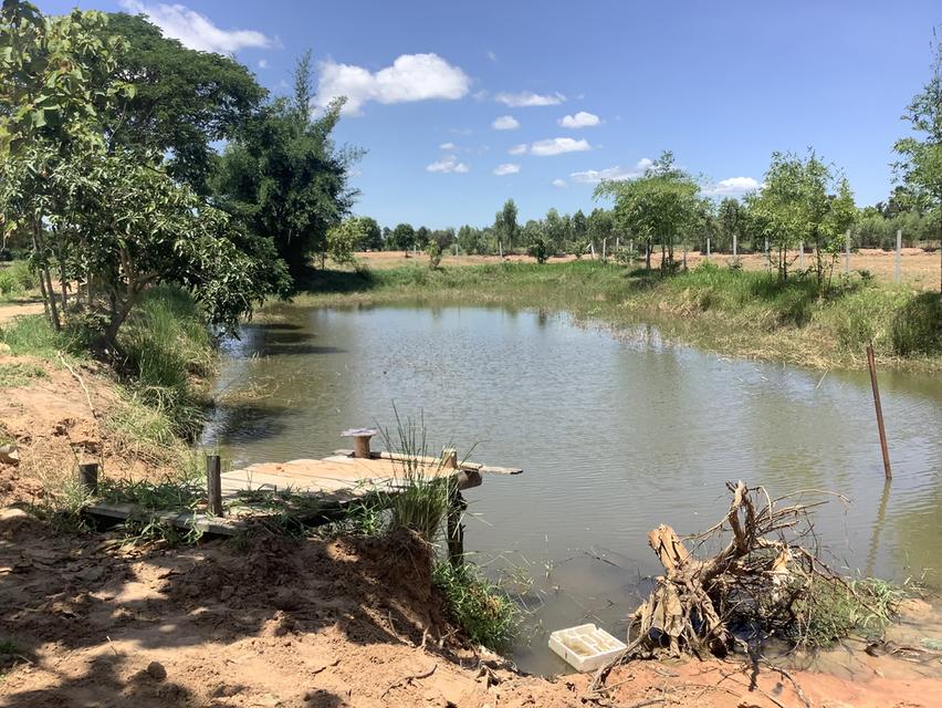 ขายที่สวนโคกหนองนา และบ้านสวน(เจ้าของขายเอง)ร้อนเงิน 3