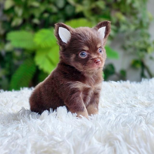 ชิวาวาขนยาวChihuahuaแท้สีช็อค รูปที่ 6