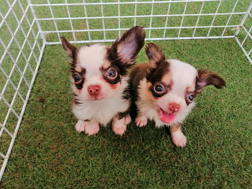 ชิวาว่าเเท้ขนยาว ชายล้วน พร้อมย้าย 9