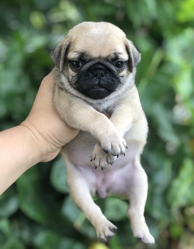 ปั๊กหน้าย่น 3