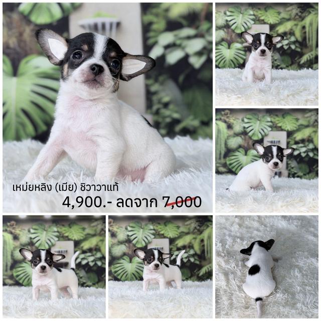 ชิวาวาแท้ขนสั้น พร้อมย้ายบ้านพิกัดรามอินทรา รูปที่ 4