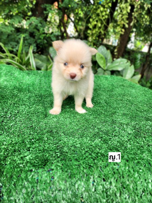 ชิวาวาผสมปอม ไซส์เล็กอุดร รูปที่ 3