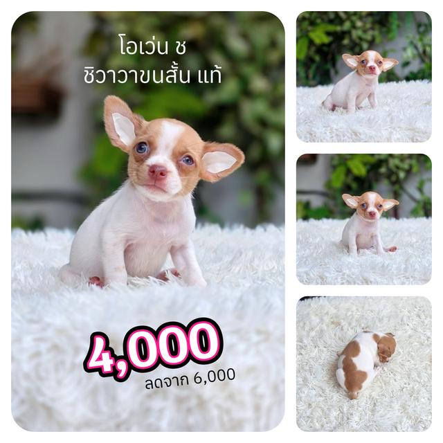 ชิวาวาขนสั้นพร้อมย้ายบ้านมีส่งเก็บปลายทาง รูปที่ 4