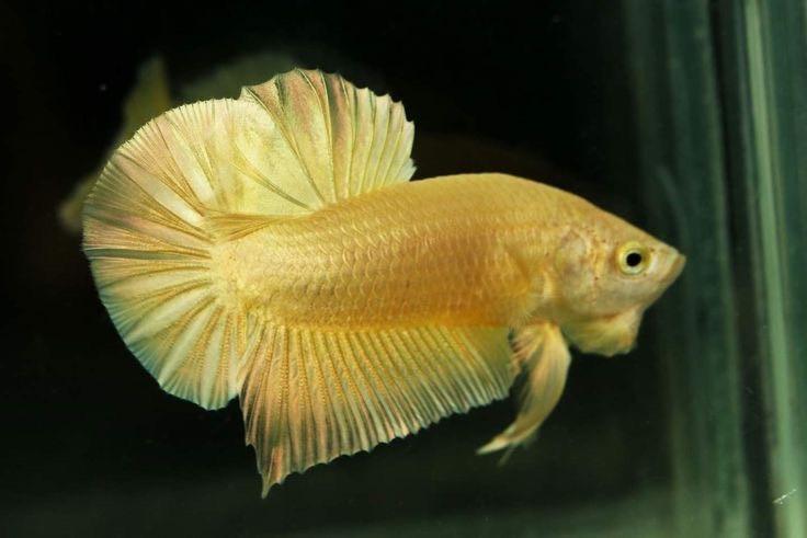 ปลากัดสวยงาม สีทอง เพศผู้ (Betta Gold Male) 7