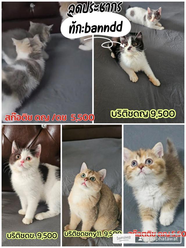 รวมแมวบริติชสก๊อตติชลดประชากร รูปที่ 2