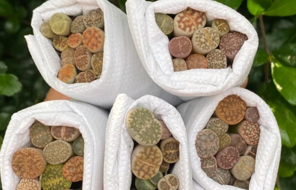 ไลทอปมิกซ์ Lithops 3