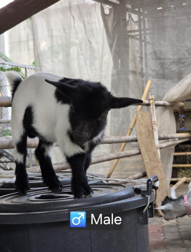 แพะแคระมินิปิ๊กมี่เพศผู้ รูปที่ 3