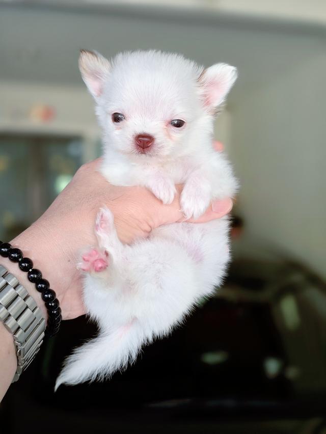 Chihuahua T cup น้องจิ๋วหลิวชิวาวาทีคัพเพศผู้