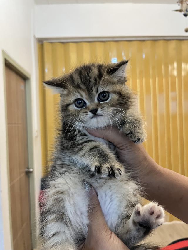 แมว EXO ติก   🔥🔥🏠🔥สามสี