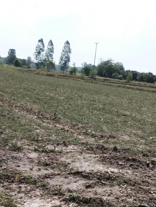 ที่ดินแปลงนา(สามารถทำการเกษตรได้ปลูกบ้านสวนได้ 1