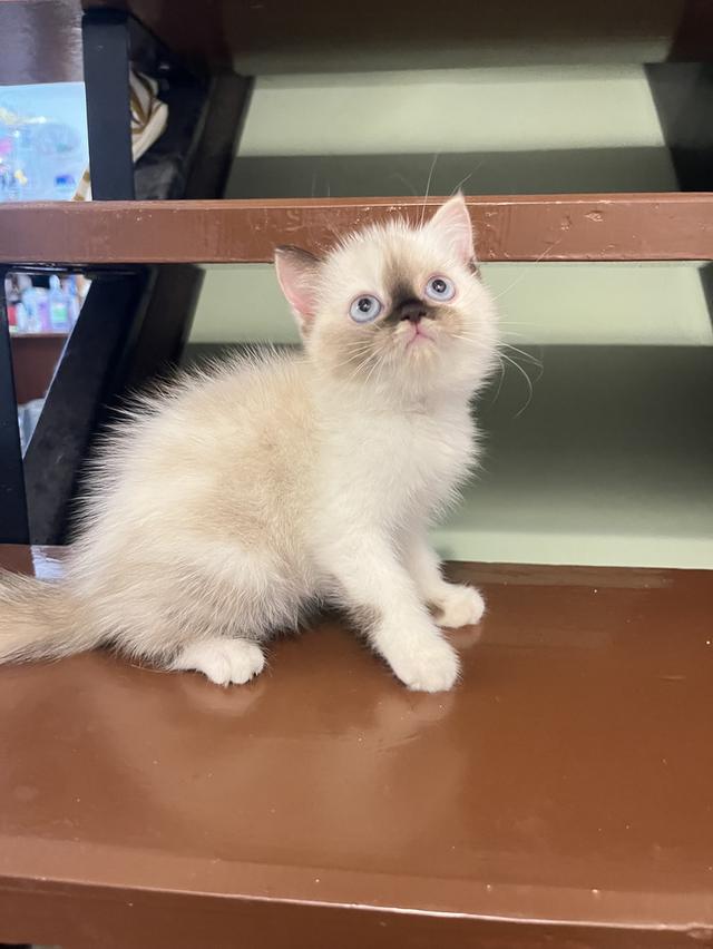 แมว สก๊อตผสมเปอเซีย 🔥🔥🔥🔥 รูปที่ 7