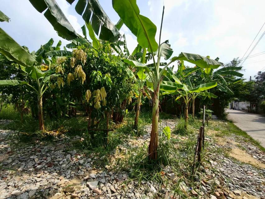 ที่ดินเปล่า เนื้อที่ 118 ตร.ว. ซอยนาวงประชาพัฒนา 9 ถนนนาวงประชาพัฒนา แขวงสีกัน เขตดอนเมือง กรุงเทพมหานคร 4