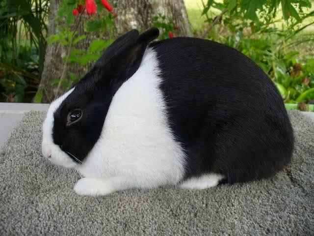 กระต่ายดัตช์ สีดำ 3