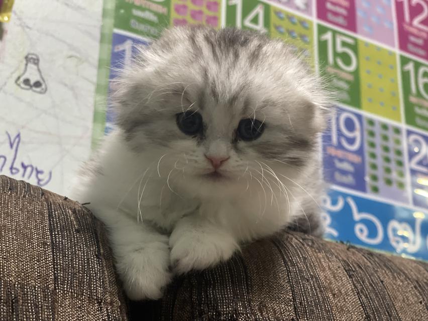 น้องแมวหูพับน่ารัก(หญิง)พร้อมย้ายบ้าน 7