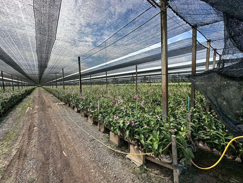 ขายที่ดิน อ.บางเลน เนื้อที่ 45ไร่ 1งาน 176ตร.ว พร้อมสวนกล้วยไม้ 2