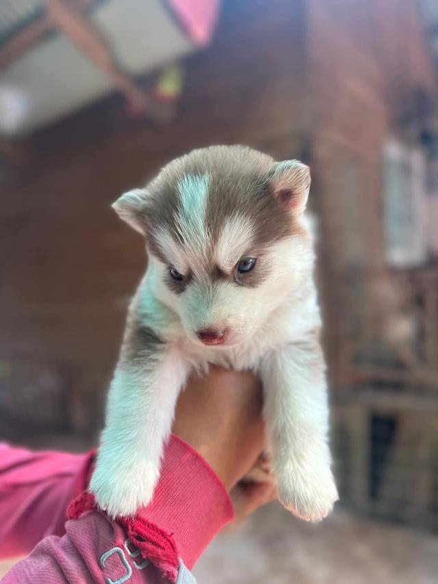 ไซบีเรียนวูดลี่โค้ช ชาย3 หญิง3 รูปย่อยที่ 3