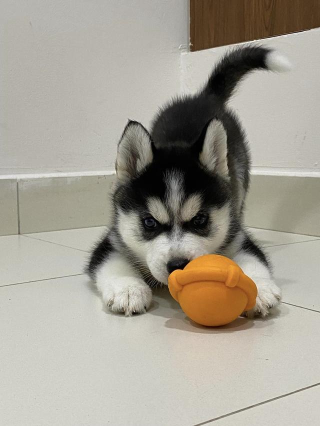 Siberian husky puppies | WhatsApp me : +66 63 826 3042 รูปย่อยที่ 4