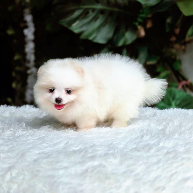 น้องหนมปังปอมแท้สีขาวครีมเพศเมียหน้าหมีพร้อมซนมีส่งเก็บปลายทาง 6