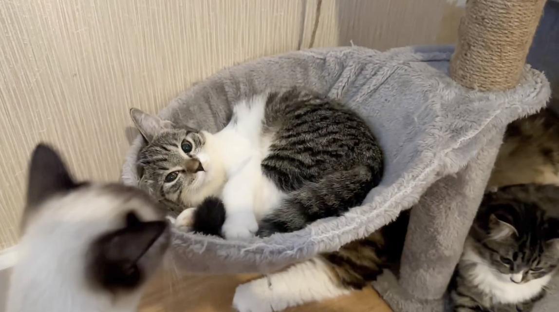 ลูกแมวหน้าแบ๊วตากลม (ผู้หญิง) 🐈🐈‍⬛💕 2