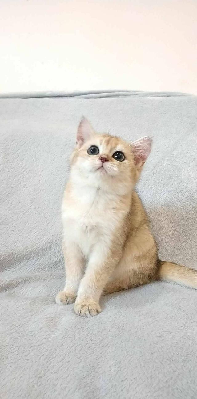 British Shorthair  8