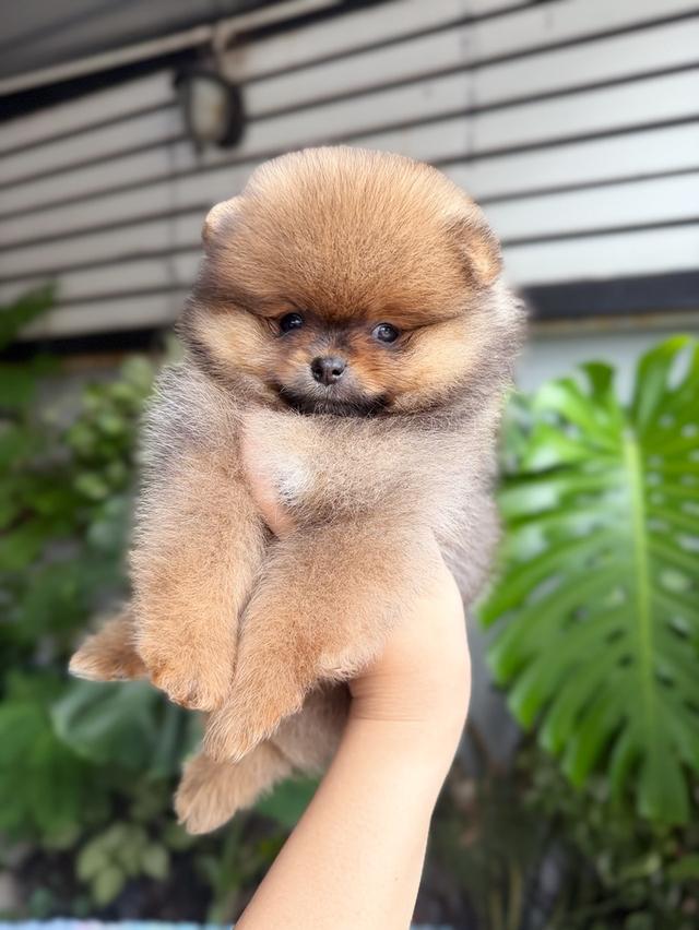 ปอมเมอเรเนียนแท้ เพศเมีย สีส้ม พิกัดรามอินทรา 11