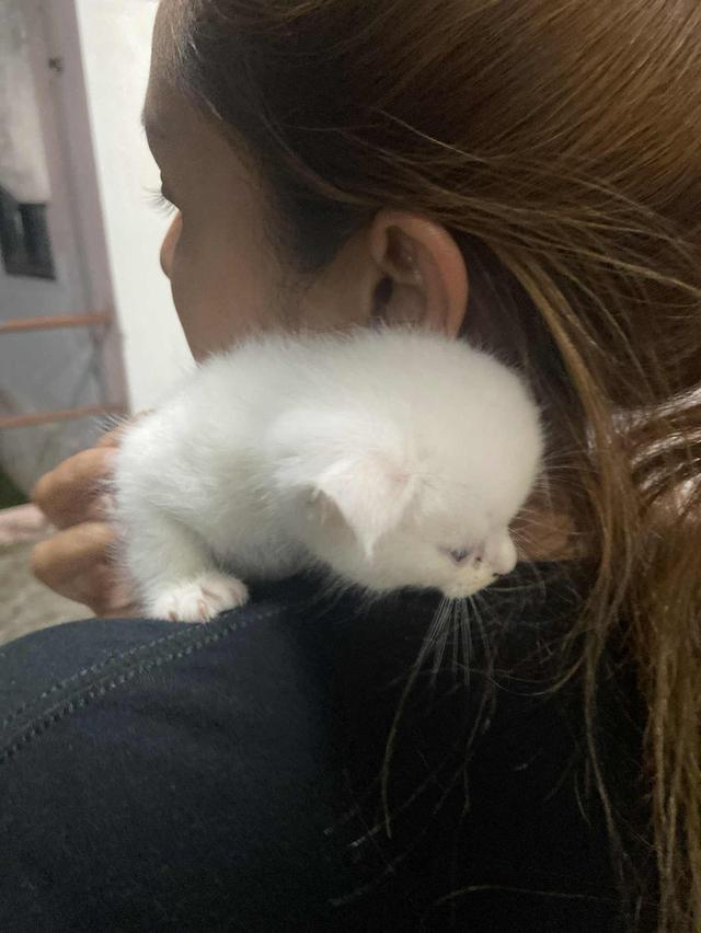 น้องแมว สก็อตติส 4