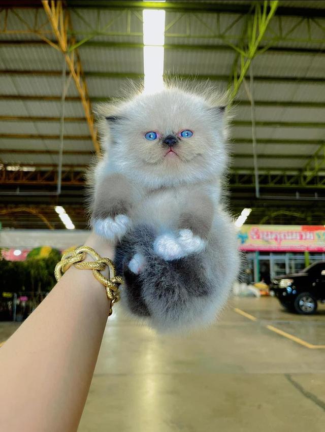 Persian kittens  WhatsApp me : +66 63 826 3042