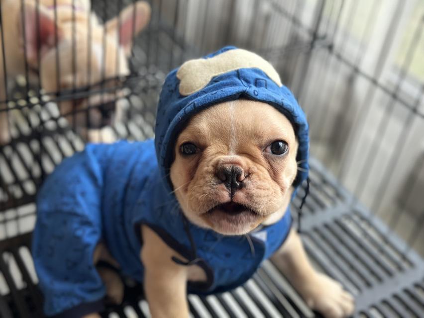 French Bulldog สายเลือดแชมป์ 5