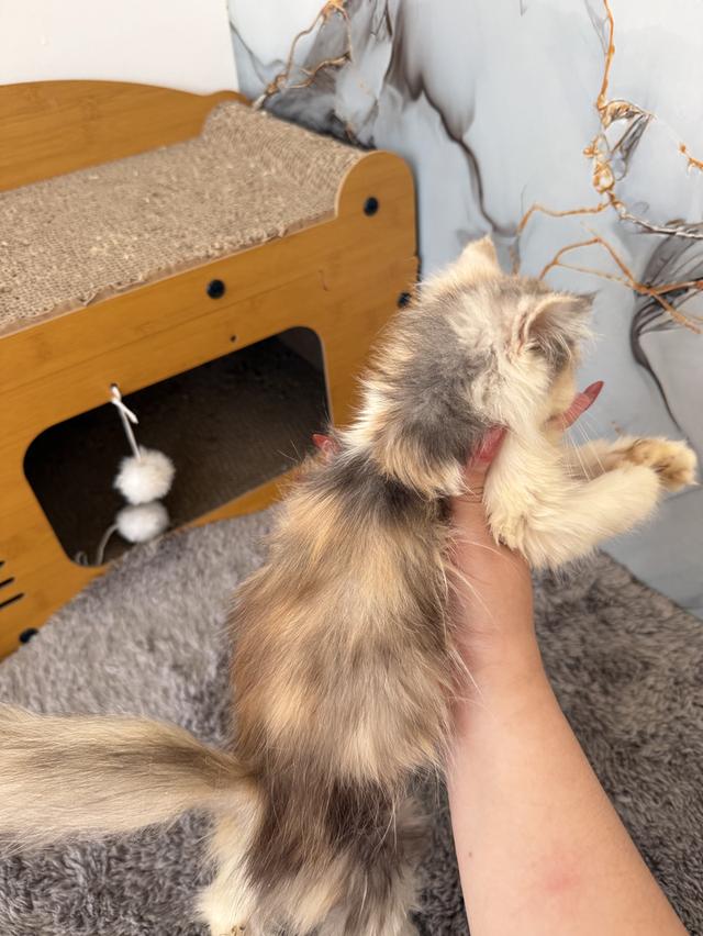 ลูกแมวพันธุ์เปอร์เซีย รูปที่ 6