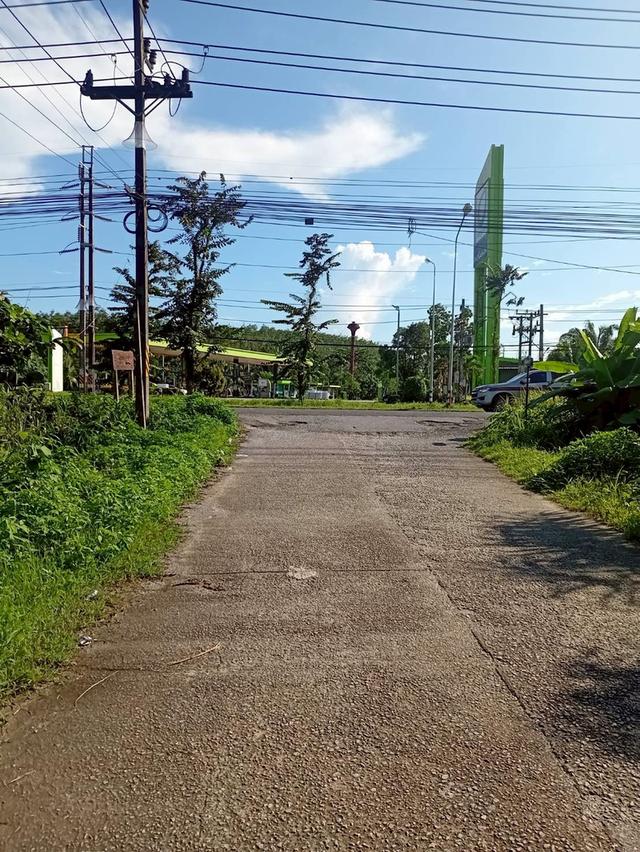 ขายที่ดินพร้อมสวนปาล์ม ทำเลทอง 26 ไร่ 97.1 ตร.ว. อ.เมืองพังงา หลังการยางแห่งประเทศไทย จ.พังงา 10