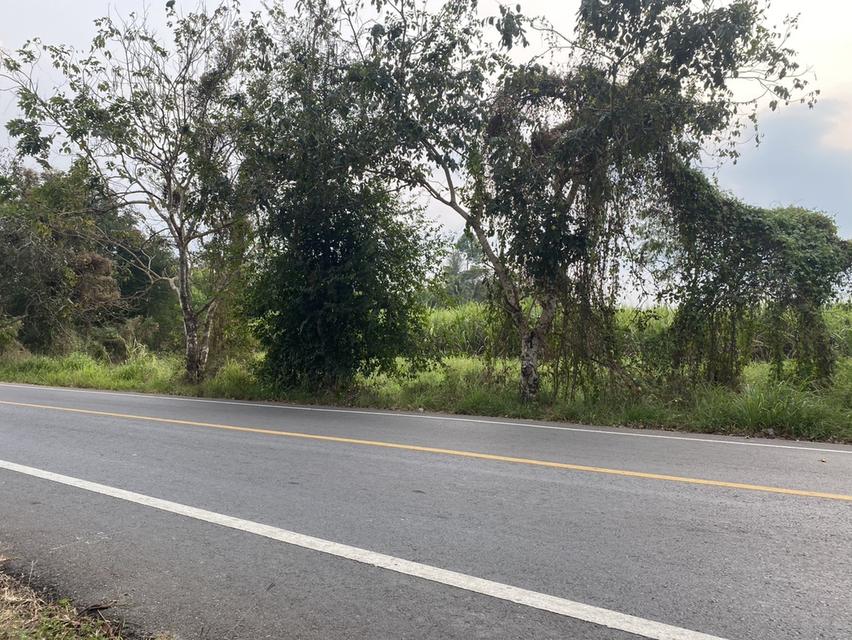 ขายที่ดิน เนื้อที่ 29 ไร่ เกาะจันทร์ จังหวัดชลบุรี 6