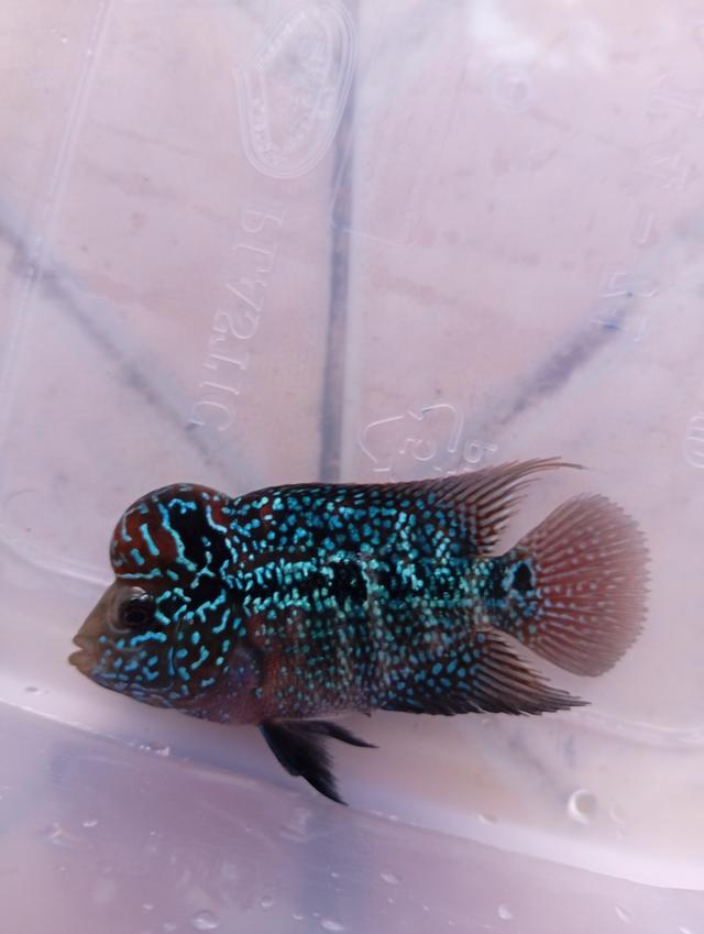 ปลาหมอสีFlowerhornทรงช็อตบอดี้ ไซร์2นิ้ว มุกสวย แดง หัวใหญ่ รูปที่ 2