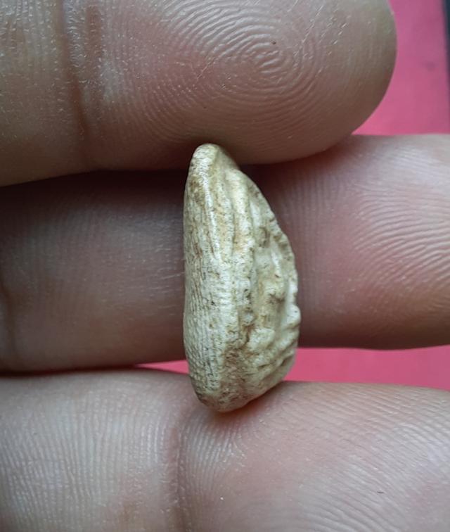 พระสังกัจจายน์ข้า เม็ดหลวงปู่ภูวัดอินทร์ รูปที่ 3