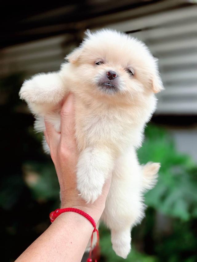 ปอมผสมชิวาวาเพศเมีย 8