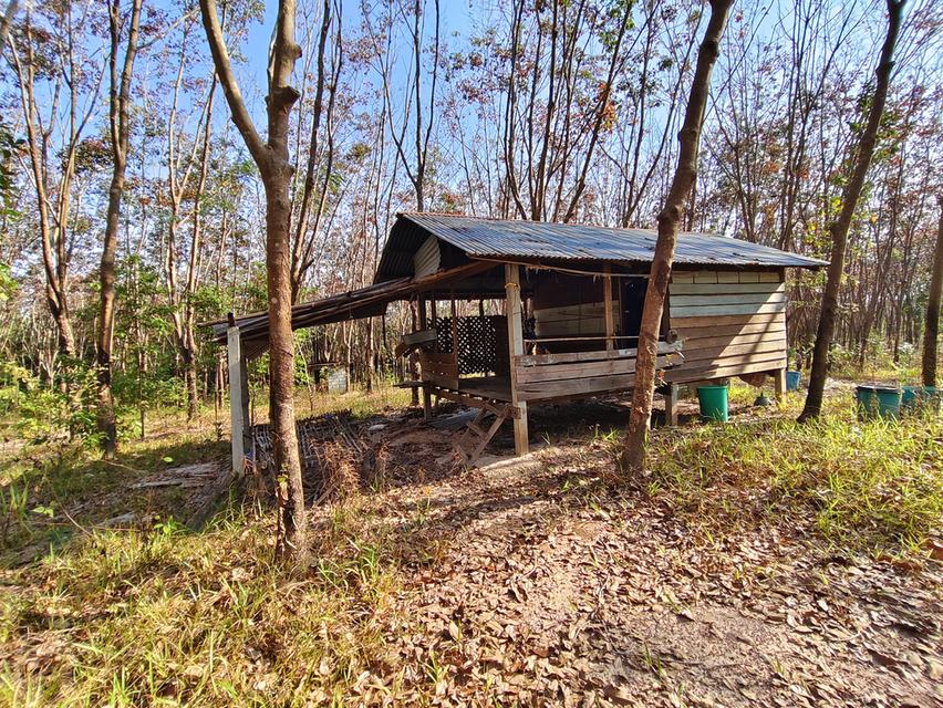 ขายสวนยางพารา จ.บึงกาฬ รูปย่อยที่ 4