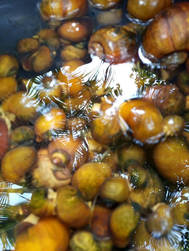 แม่พันธุ์หอยเชอรี่สีทองมงคล รูปที่ 2