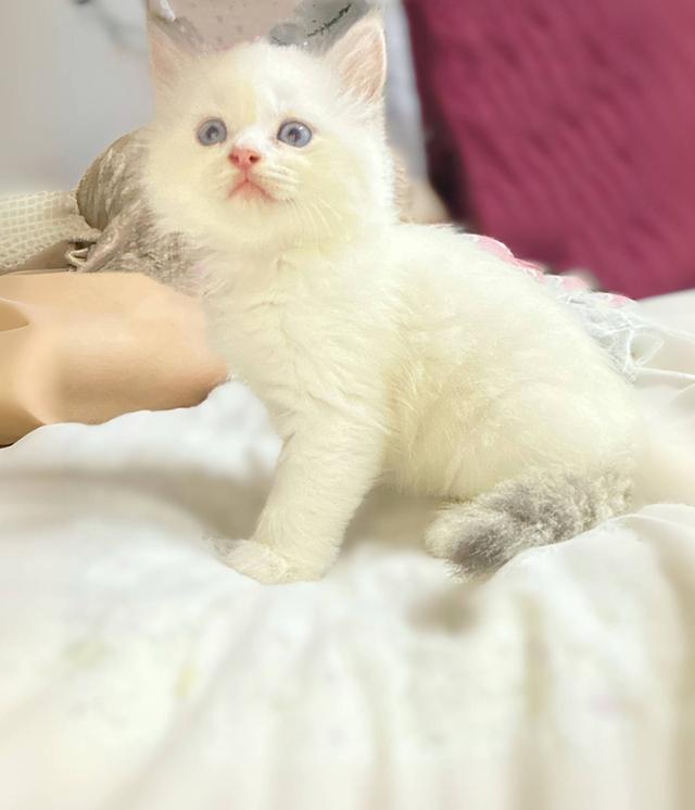 ลูกแมวผสมเปอร์เซีย