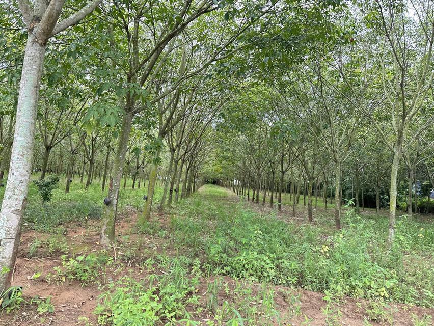 ขายที่ดิน82ไร่อำเภอเสิงสางจังหวัดนครราชสีมา ติดถนนราชสีมาโชคชัย 3