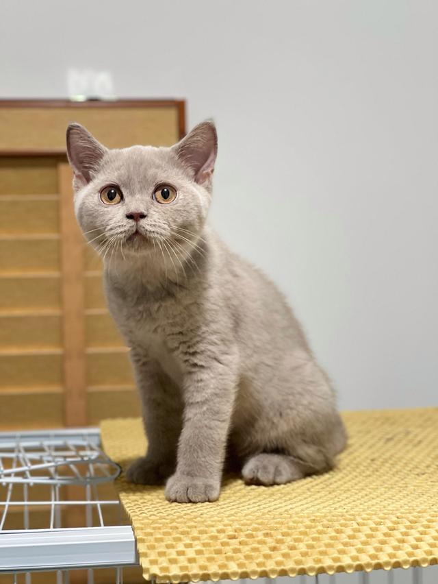 บริติช ช็อตแฮร์ เพศเมีย  2